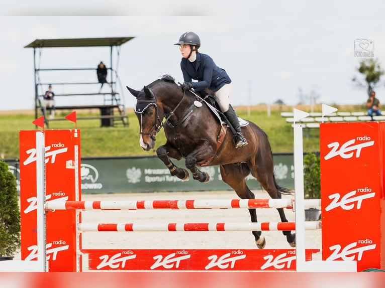 Media sangre polaco Caballo castrado 10 años 168 cm Castaño oscuro in Poznań