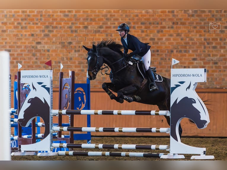 Media sangre polaco Caballo castrado 10 años 168 cm Castaño oscuro in Poznań