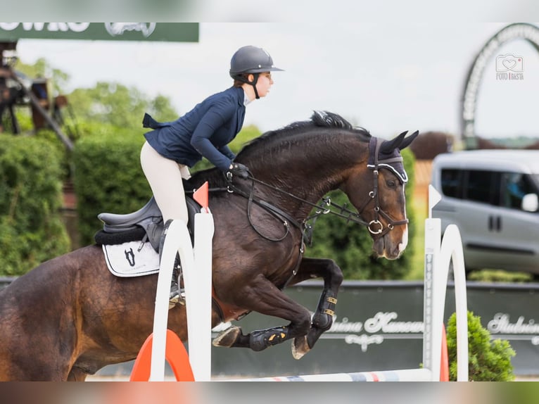 Media sangre polaco Caballo castrado 10 años 168 cm Castaño oscuro in Poznań