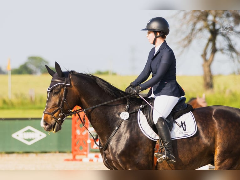 Media sangre polaco Caballo castrado 10 años 168 cm Castaño oscuro in Poznań