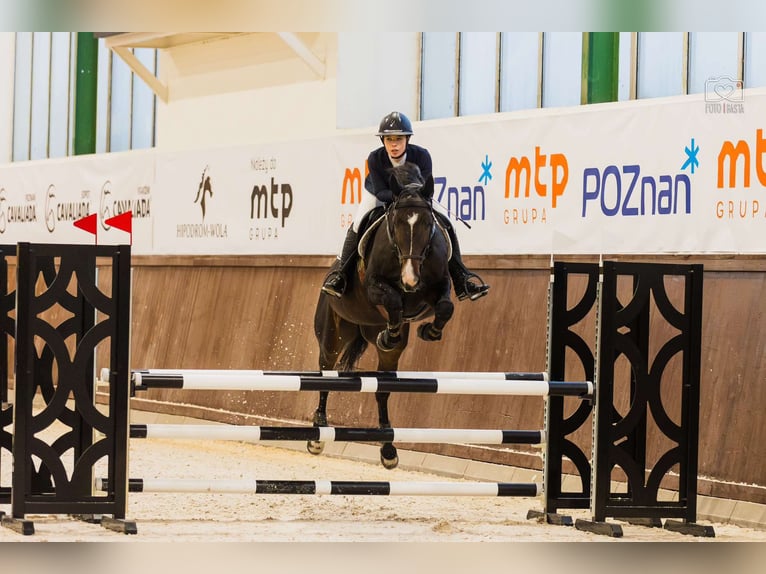 Media sangre polaco Caballo castrado 10 años 168 cm Castaño oscuro in Poznań