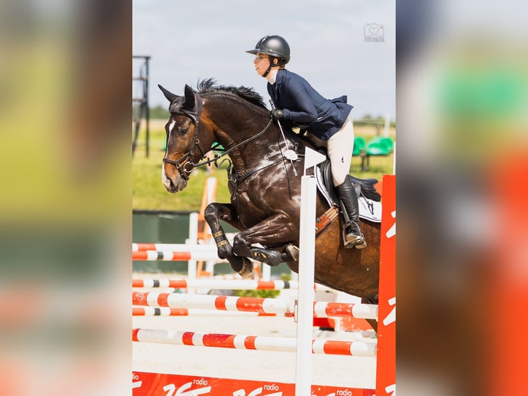 Media sangre polaco Caballo castrado 10 años 168 cm Castaño oscuro in Poznań