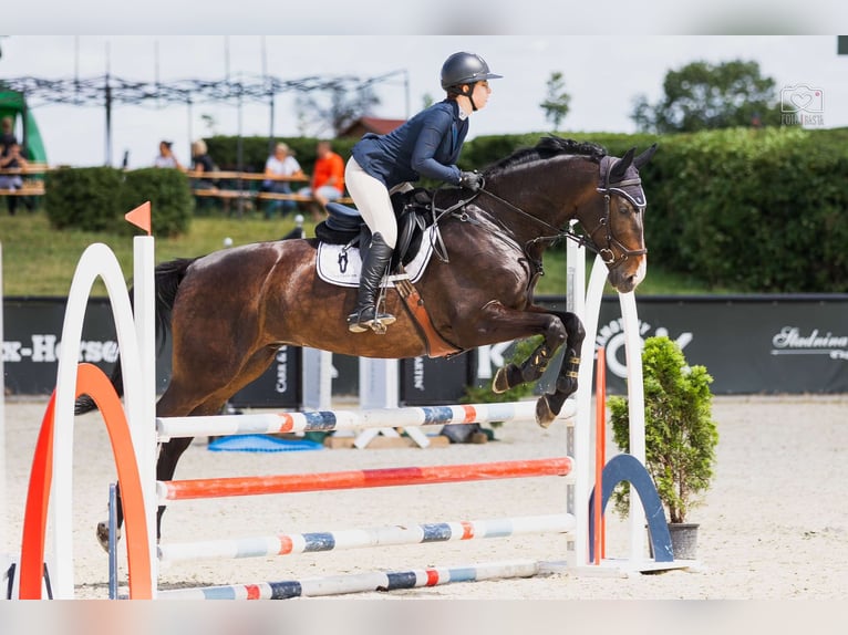 Media sangre polaco Caballo castrado 10 años 168 cm Castaño oscuro in Poznań