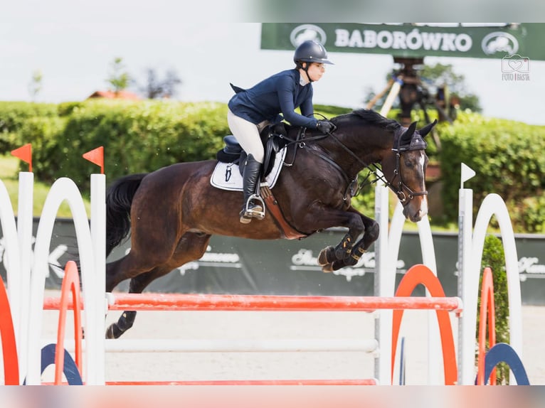 Media sangre polaco Caballo castrado 10 años 168 cm Castaño oscuro in Poznań