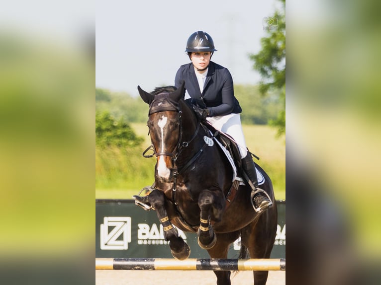 Media sangre polaco Caballo castrado 10 años 168 cm Castaño oscuro in Poznań