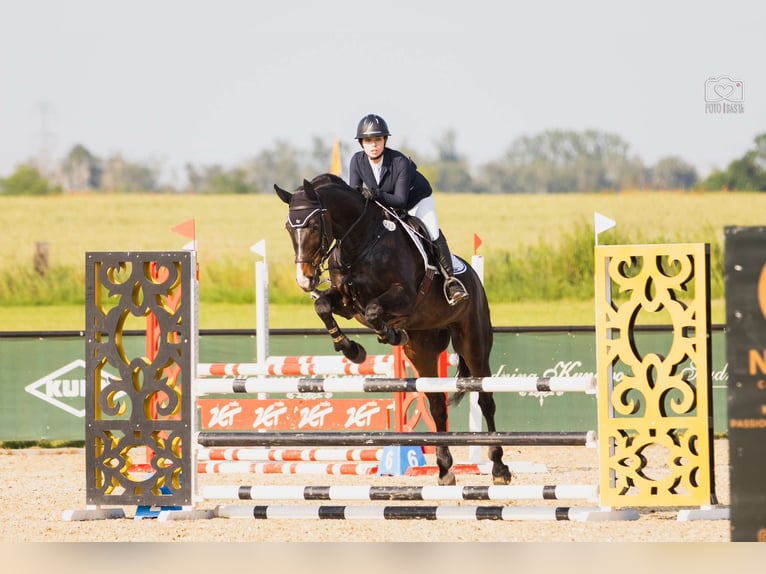 Media sangre polaco Caballo castrado 10 años 168 cm Castaño oscuro in Poznań