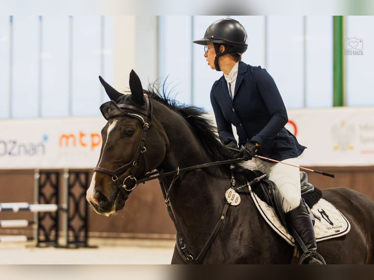 Media sangre polaco Caballo castrado 10 años 168 cm Castaño oscuro in Poznań