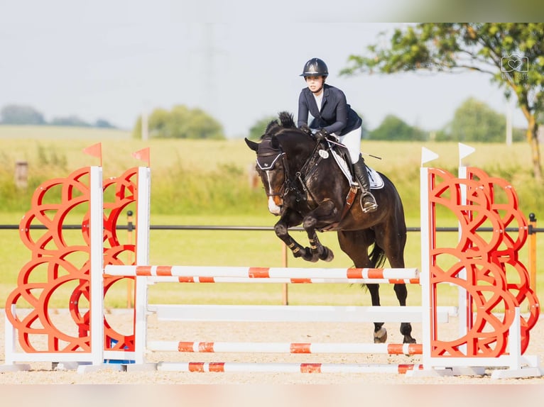 Media sangre polaco Caballo castrado 10 años 168 cm Castaño oscuro in Poznań