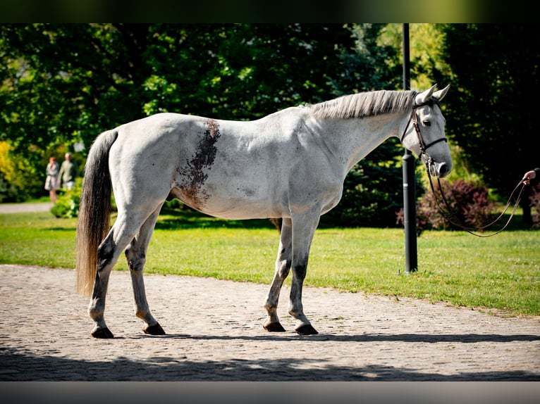 Media sangre polaco Caballo castrado 10 años 168 cm Tordo in Jakubowice