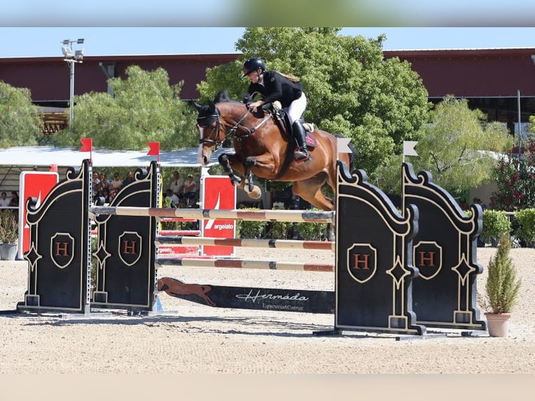 Media sangre polaco Caballo castrado 10 años 169 cm Castaño in Fossignano