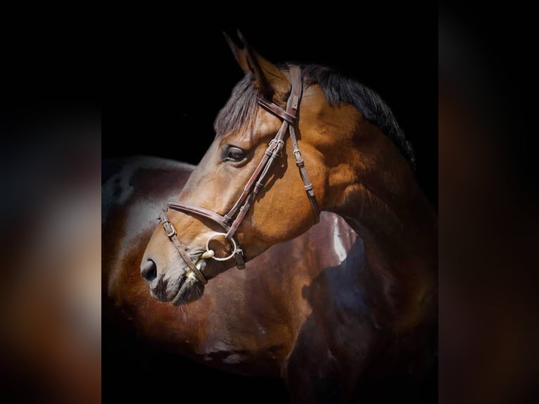 Media sangre polaco Caballo castrado 11 años 170 cm Castaño oscuro in W&#xF3;jcin