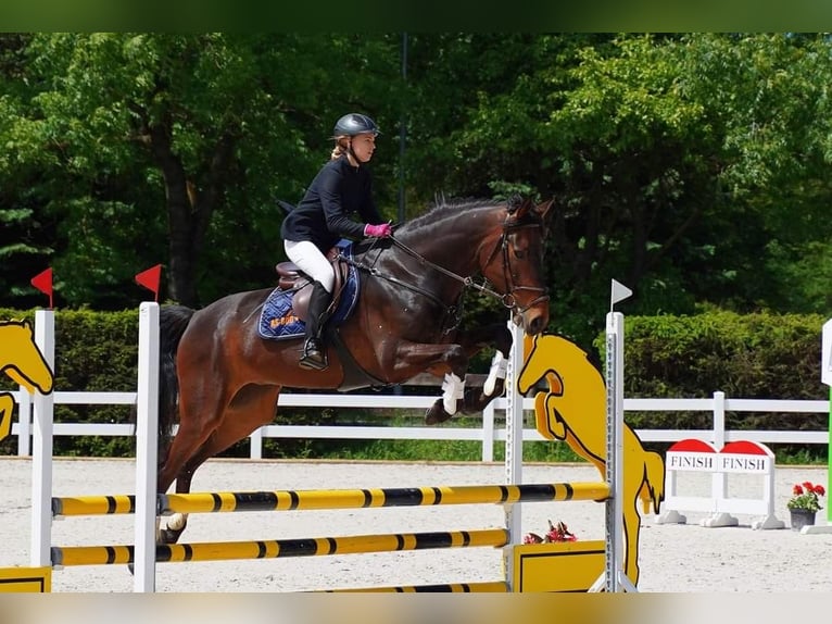 Media sangre polaco Caballo castrado 11 años 170 cm Castaño oscuro in W&#xF3;jcin