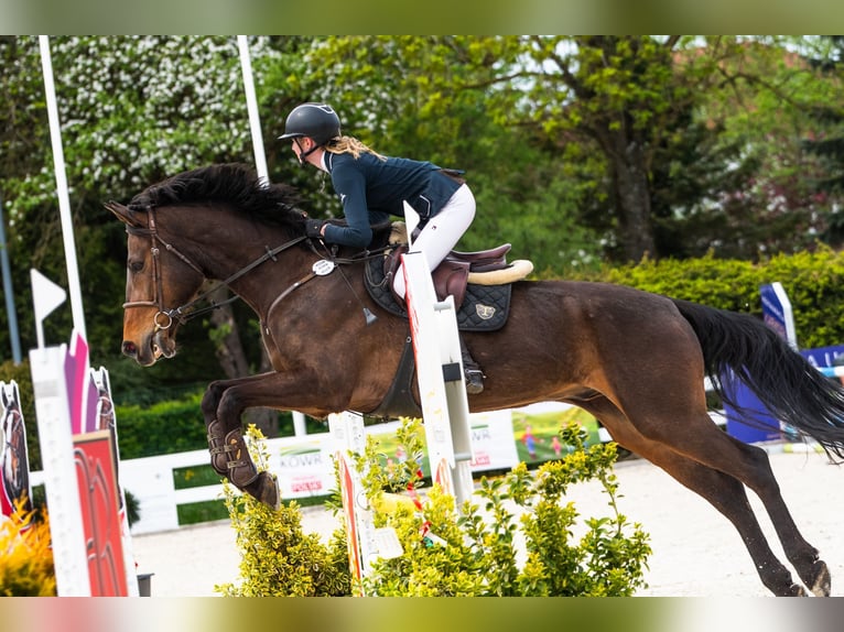 Media sangre polaco Caballo castrado 11 años 170 cm Castaño oscuro in W&#xF3;jcin