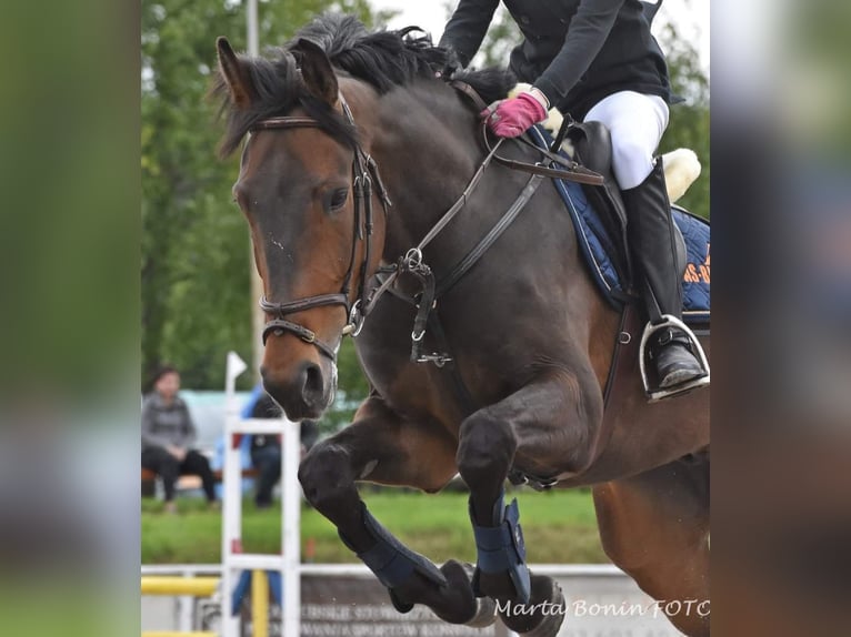 Media sangre polaco Caballo castrado 11 años 170 cm Castaño oscuro in W&#xF3;jcin