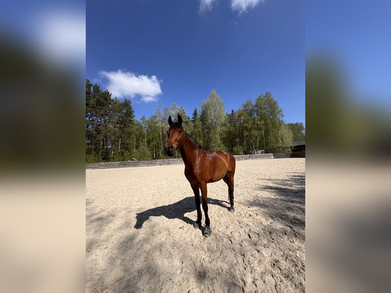 Media sangre polaco Caballo castrado 11 años 173 cm Castaño rojizo in &#x141;o&#x15B;