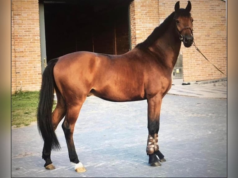 Media sangre polaco Caballo castrado 11 años 173 cm Castaño rojizo in &#x141;o&#x15B;