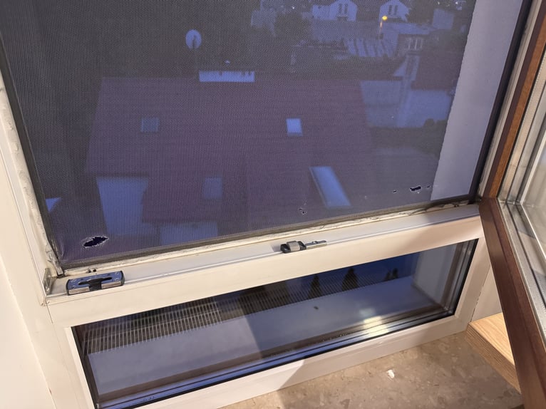 Media sangre polaco Caballo castrado 11 años 173 cm Castaño rojizo in &#x141;o&#x15B;