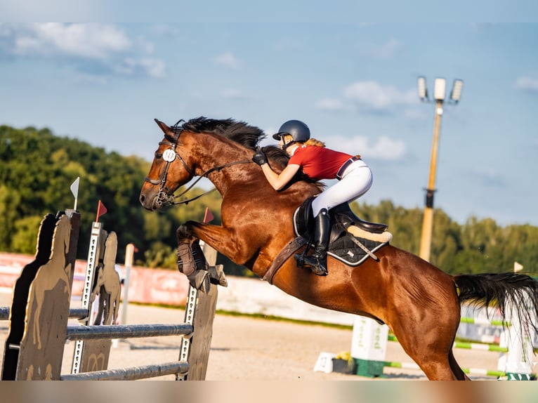 Media sangre polaco Caballo castrado 11 años 173 cm Castaño rojizo in &#x141;o&#x15B;