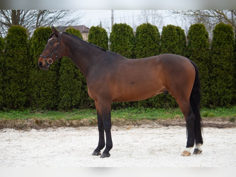 Media sangre polaco Caballo castrado 11 años 176 cm Castaño oscuro in Skibno