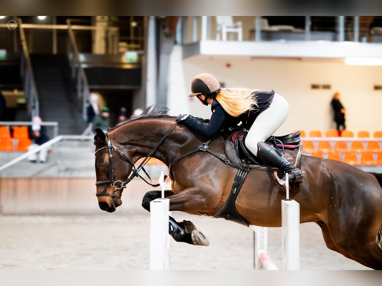 Media sangre polaco Caballo castrado 11 años 176 cm Castaño oscuro in Skibno