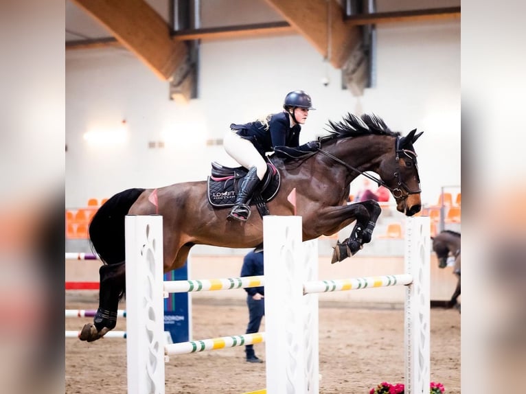 Media sangre polaco Caballo castrado 11 años 176 cm Castaño oscuro in Skibno