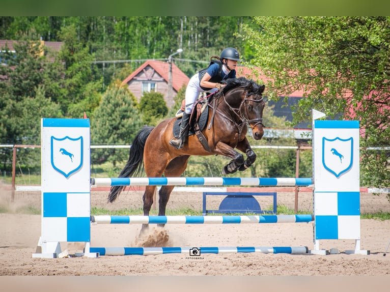 Media sangre polaco Caballo castrado 11 años in Białystok