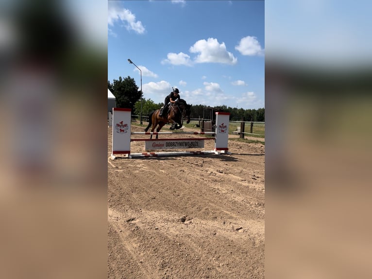 Media sangre polaco Caballo castrado 11 años in Białystok