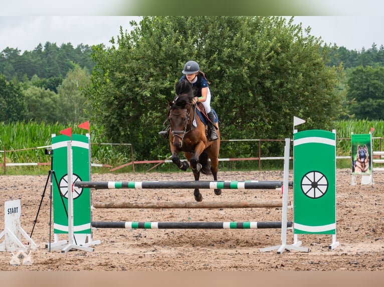 Media sangre polaco Caballo castrado 11 años in Białystok