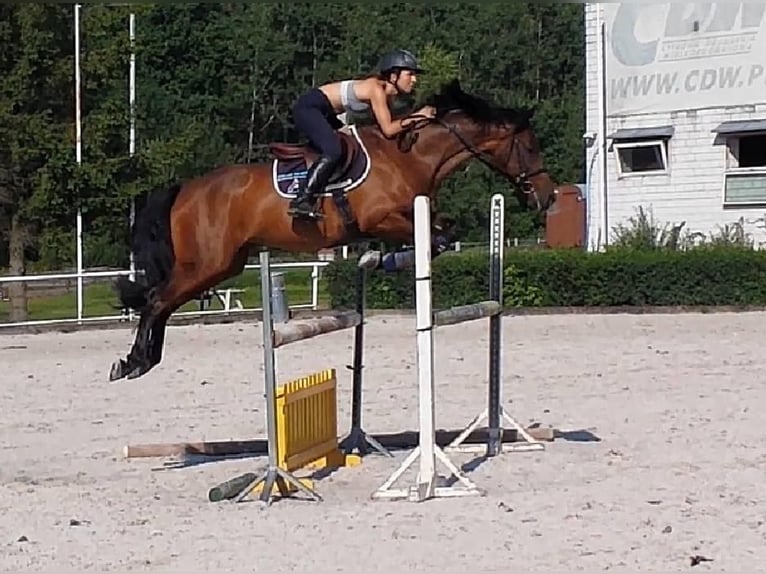 Media sangre polaco Caballo castrado 11 años in Białystok