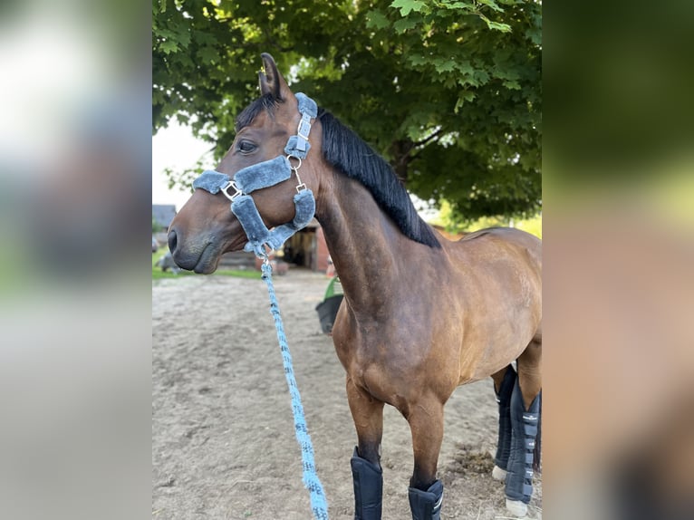 Media sangre polaco Caballo castrado 11 años in Białystok