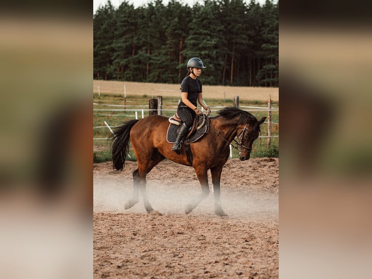 Media sangre polaco Caballo castrado 11 años in Białystok