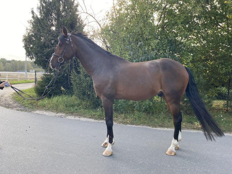 Media sangre polaco Caballo castrado 11 años Castaño in Kopanino