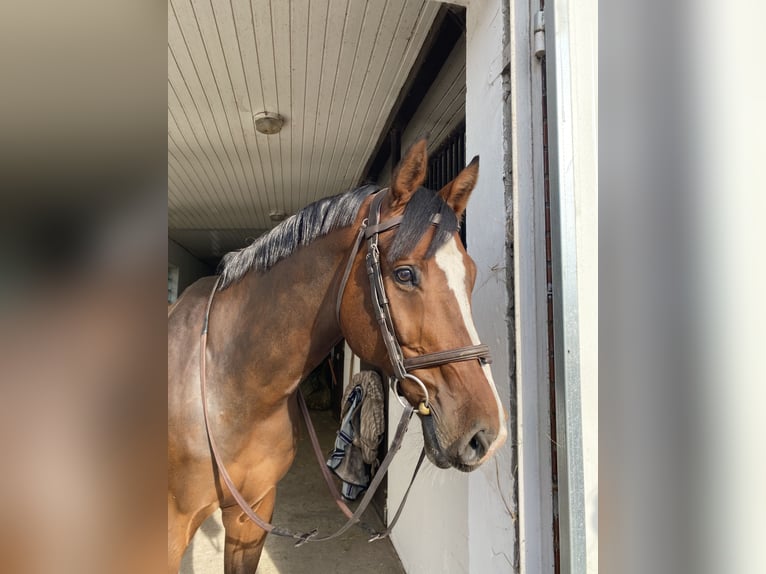 Media sangre polaco Caballo castrado 11 años Castaño in Kopanino