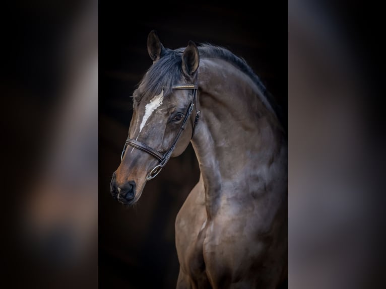 Media sangre polaco Caballo castrado 12 años 172 cm Castaño oscuro in stargard