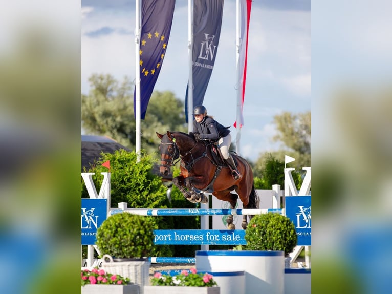 Media sangre polaco Caballo castrado 12 años 176 cm Castaño oscuro in Skibno