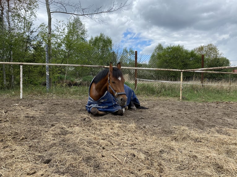 Media sangre polaco Mestizo Caballo castrado 13 años 166 cm Castaño rojizo in Hadra