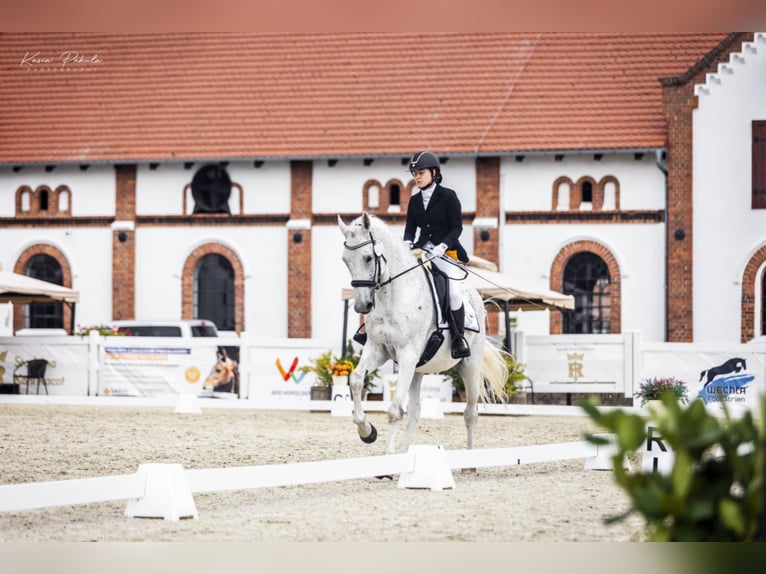 Media sangre polaco Caballo castrado 13 años 167 cm Tordo in Mosina