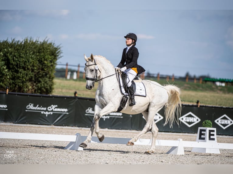 Media sangre polaco Caballo castrado 13 años 167 cm Tordo in Mosina