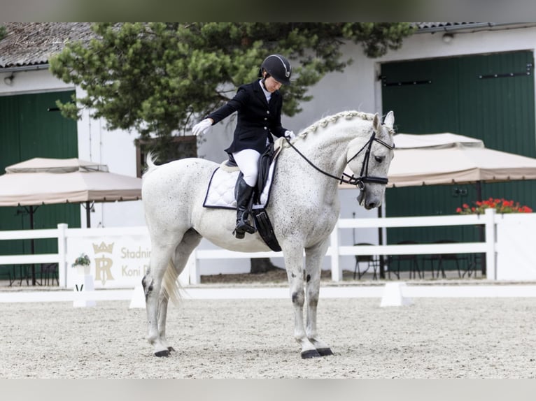 Media sangre polaco Caballo castrado 13 años 167 cm Tordo in Mosina