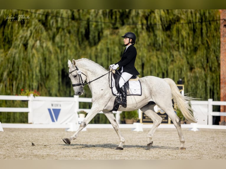 Media sangre polaco Caballo castrado 13 años 167 cm Tordo in Mosina