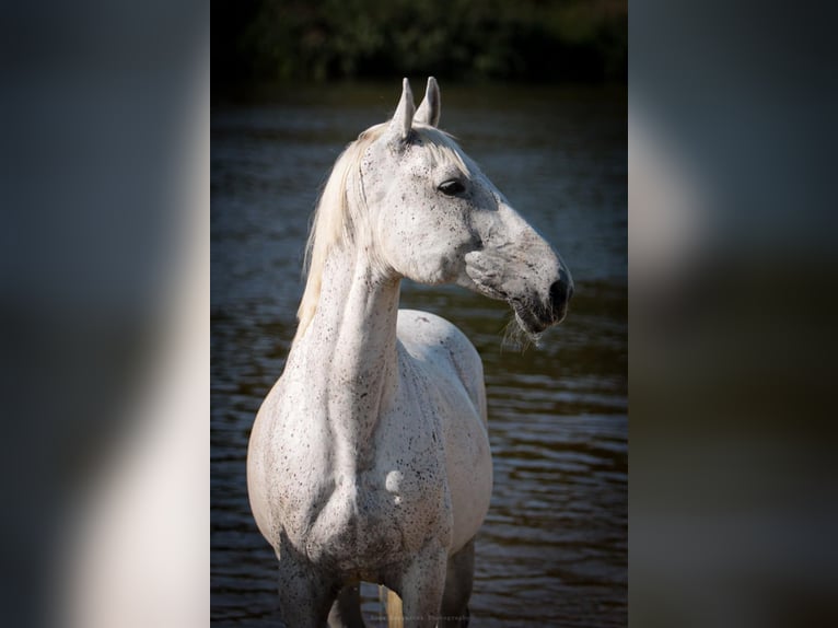 Media sangre polaco Caballo castrado 13 años 167 cm Tordo in Mosina