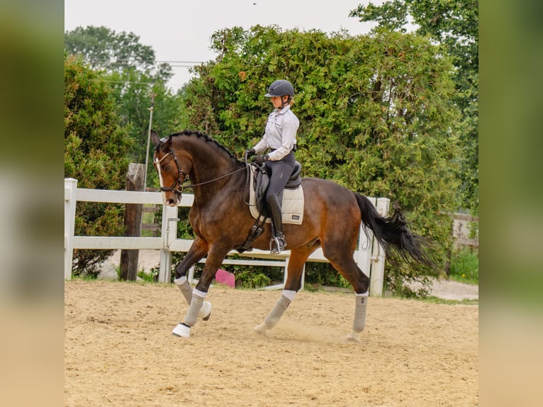 Media sangre polaco Caballo castrado 13 años 178 cm Castaño oscuro in Pra&#x17C;mow