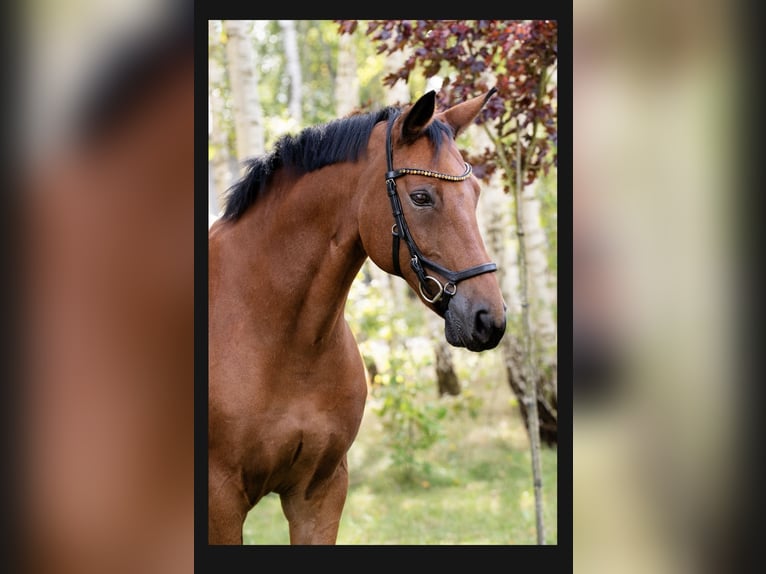 Media sangre polaco Caballo castrado 13 años Castaño in Pod Warszawą