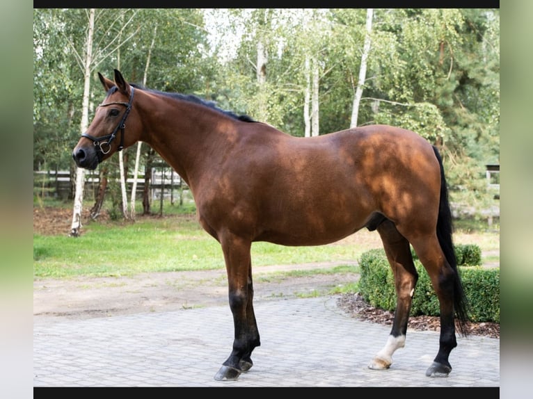Media sangre polaco Caballo castrado 13 años Castaño in Pod Warszawą