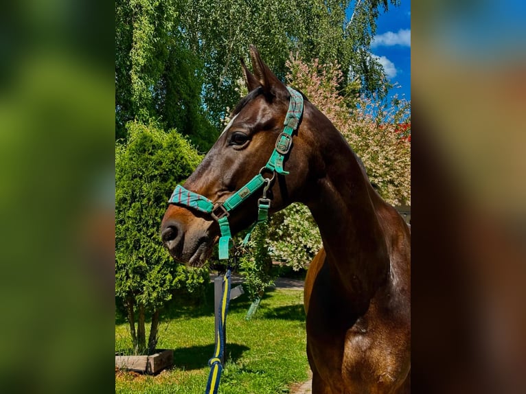 Media sangre polaco Caballo castrado 14 años 165 cm Castaño oscuro in Koryta