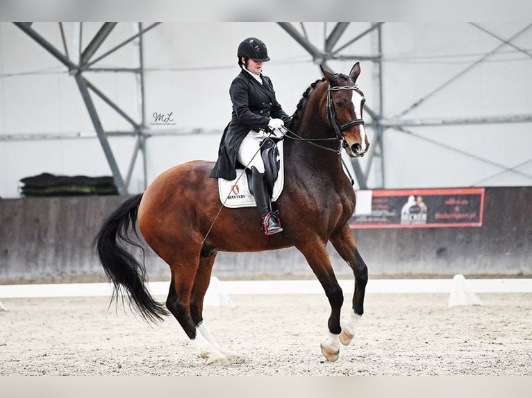 Media sangre polaco Caballo castrado 14 años 171 cm Castaño in August&#xF3;wek
