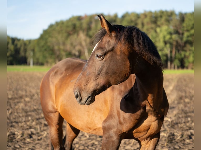 Media sangre polaco Caballo castrado 15 años 165 cm Castaño in PyrbaumSeligenporten