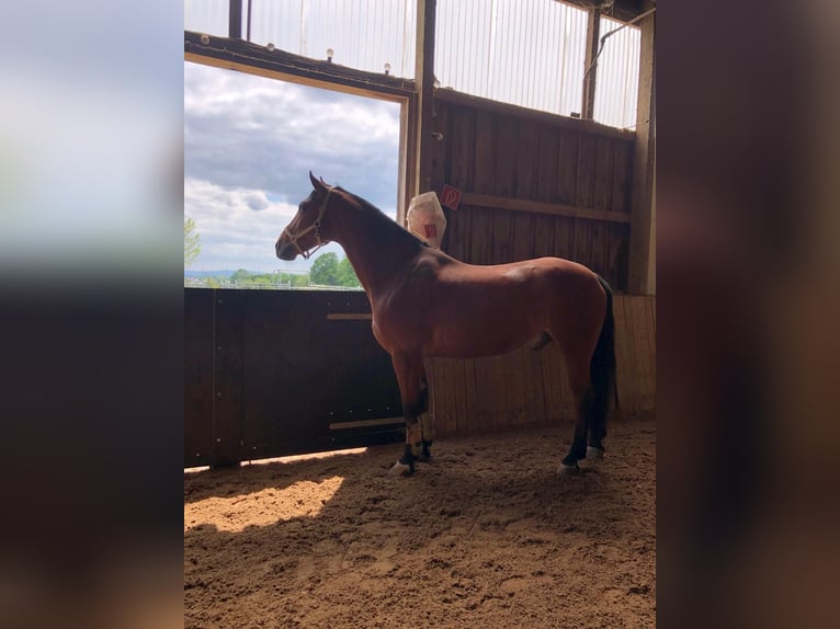 Media sangre polaco Caballo castrado 15 años 170 cm Castaño in Aichwald