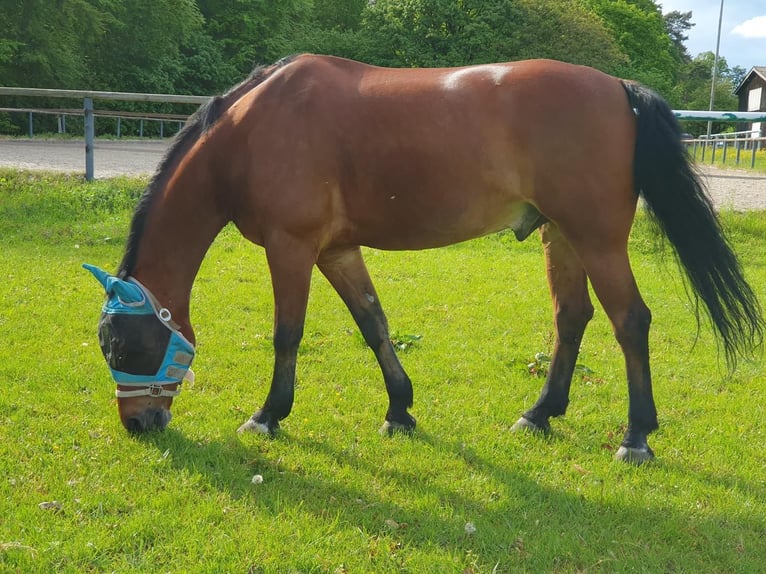Media sangre polaco Caballo castrado 15 años 170 cm Castaño in Aichwald