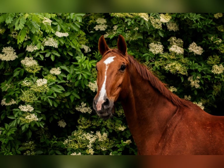 Media sangre polaco Caballo castrado 15 años 172 cm Alazán in Miedzy&#x144;